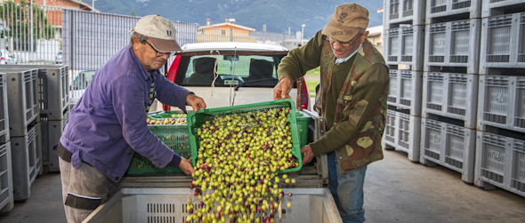 Scelta delle olive