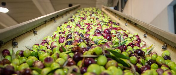 olive in nastro trasportatore